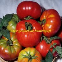 Semences de tomate pantano