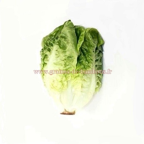 Graines de LAITUE ROMAINE SUCRINE