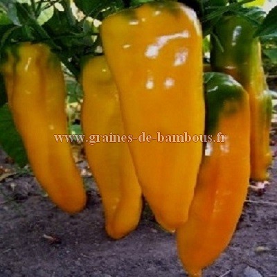 Semences poivron corne de taureau jaune