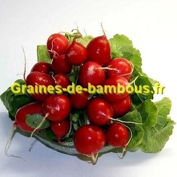 Semences radis cherry belle