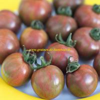 Semences tomate cerise purple