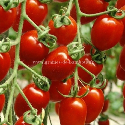 Semences tomate de berao