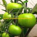 Tomate Evergreen réf.277