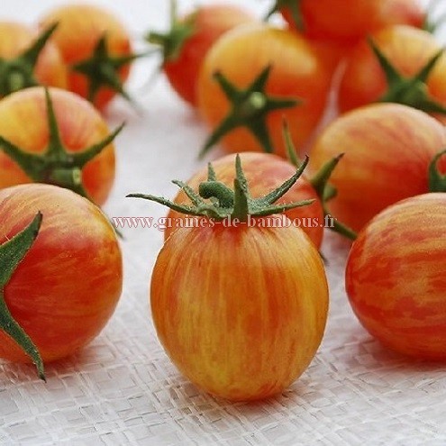 Semences tomate golden bumble bee