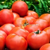 Semences tomate heinz