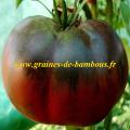 Tomate noire Black From Tula réf.424