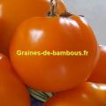 Semences tomate orange queen graines de bambous fr