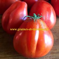 Semences tomate red pear