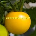 Semences tomate reine d or goldene konigin