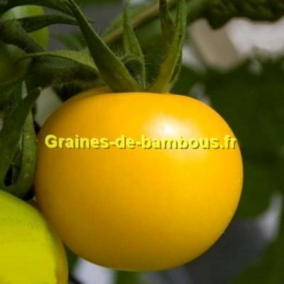 Semences tomate reine d or goldene konigin