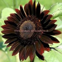 Semences tournesol chocolat