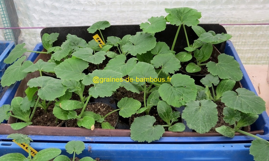 Semis de courgette jaune