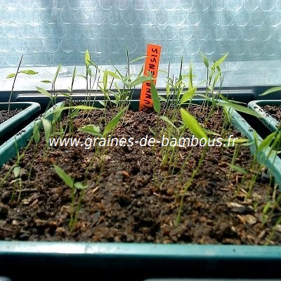 Semis fargesia sp yunnanensis