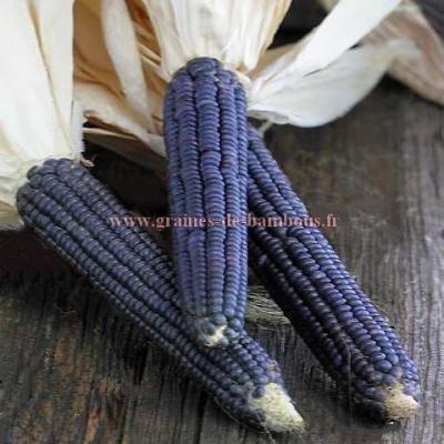 Maïs popcorn Shaman's blue réf.453