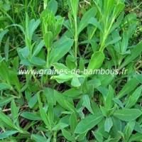 Silene enfle feuilles comestibles