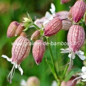 Silene enfle silene vulgaris graines