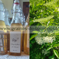 Sirop de fleurs de sureau www graines de bambous fr 3
