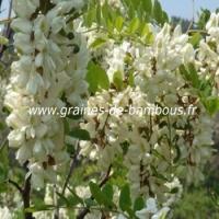 sophora-japonica-fleurs-arbre-des-pagodes-www-graines-de-bambous-fr.jpg