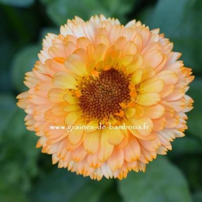 Cosmos Orange Crest GRAINES DE BAMBOUS