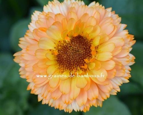 Souci pink surprise graines de bambous fr