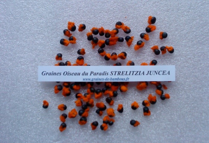 Strelitzia juncea graines de bambous fr