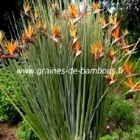 Strelitzia juncea www graines de bambous fr