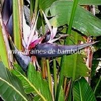 strelitzia-nicolai-blanc-www-graines-de-bambous-fr-1.jpg