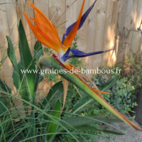 Strelitzia reginae www graines de bambous fr 1 