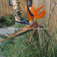 Strelitzia reginae www graines de bambous fr