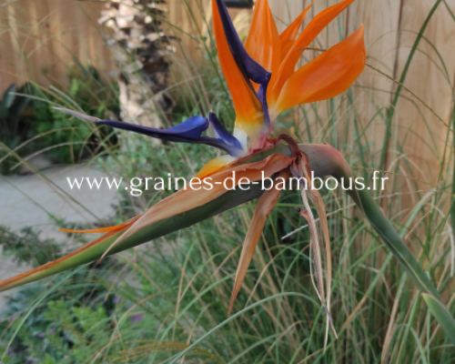 Strelitzia reginae www graines de bambous fr