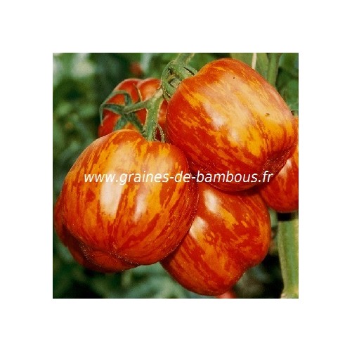 Striped stuffer graines de tomate bigarree