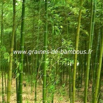 Sulphurea viridis bambou