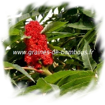 sumac-de-virginie-fleur-www-graines-de-bambous-fr-1.jpg