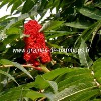 sumac-de-virginie-fleur-www-graines-de-bambous-fr.jpg