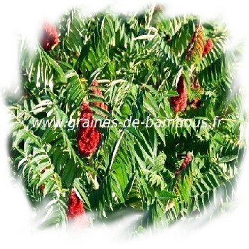 sumac-de-virginie-rhus-typhina-www-graines-de-bambous-fr-1.jpg