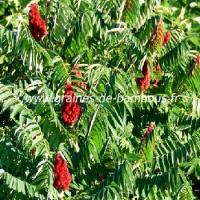 sumac-de-virginie-rhus-typhina-www-graines-de-bambous-fr.jpg