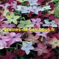 Tabac d ornement graines de bambous fr
