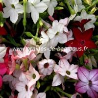 Tabac nicotiana alata sensation variee graines