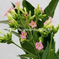 tabac-nicotiana-tabacum-www-graines-de-bambous-fr.jpg