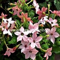 tabac-ornemental-nicotiana-tabacum-www-graines-de-bambous-fr.jpg