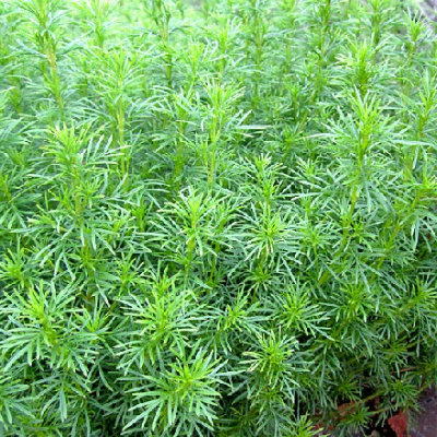Tagetes filifolia oeillet reglisse graines de bambous fr