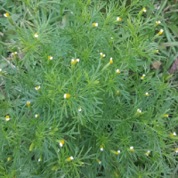 Tagetes filifolia oeillet reglisse graines de bambous fr2