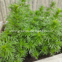 Tagetes filifolia oeillet reglisse www graines de bambous fr 1 