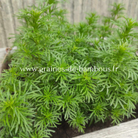 Tagetes filifolia oeillet reglisse www graines de bambous fr 1