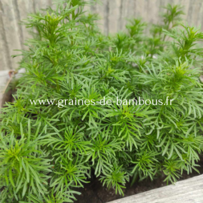 Tagetes filifolia oeillet reglisse www graines de bambous fr 1 