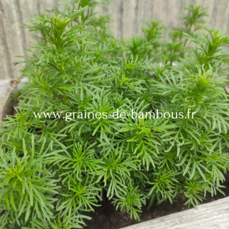 Tagetes filifolia oeillet reglisse www graines de bambous fr 1
