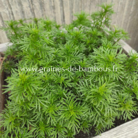 Tagetes filifolia oeillet reglisse www graines de bambous fr