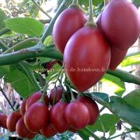 Tamarillo en arbre fruit graines de bambous fr