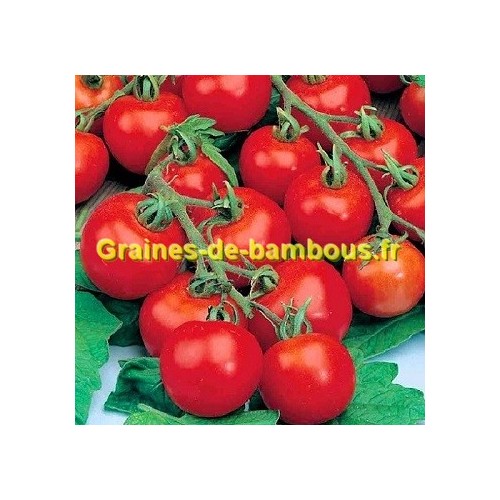 Tamina graines de tomate