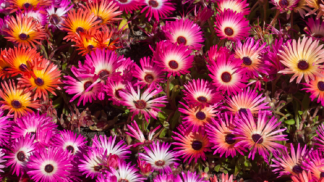 Graines de Fleurs pour Jardinières / pots